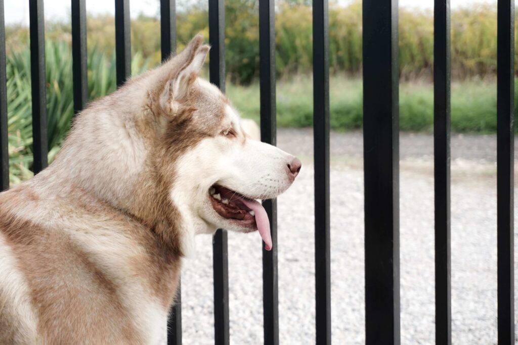 Most-Dangerous-Dogs-in-the-World