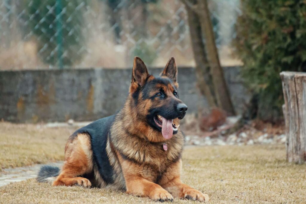 Most-Dangerous-Dogs-in-the-World